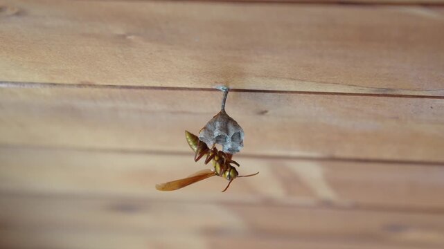 Front View of a Paper Wasp (Polistes) Guarding its Small Nest on a Wooden Wall Surface