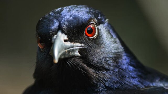 Close-up portrait of a dark bird with striking red eyes and iridescent black feathers looking intently at the camera.