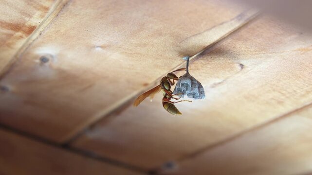 Side View of a Paper Wasp (Polistes) Constructing a Small Hexagonal Nest on a Wood Surface