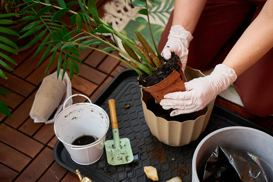 Taking off a broken nursery pot from a root bound Zamioculcas close up.