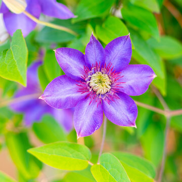 Purple clematis flower macro, natural background with soft focus and vibrant colors