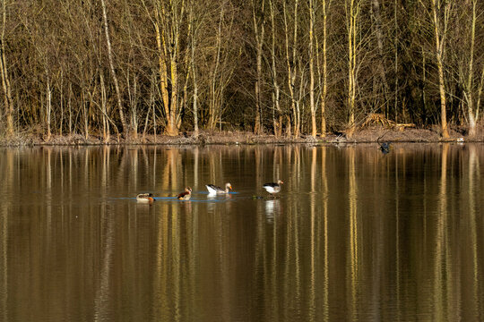 Erlachsee im Oberwald Karlsruhe mit Nilg&auml;nsen und Kanadag&auml;nsen