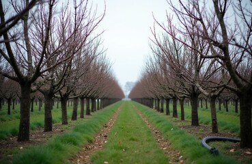 Naklejka premium Orchard with dormant fruit trees in orderly rows. Bare branches form an avenue leading to distance. Green grass lines the path between cultivated plants. Farm land.