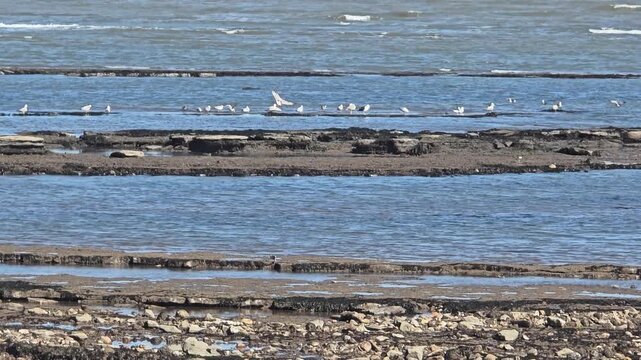 Seagulls resting on the shore of the English Channel near Lyme Regis in Devon in England.