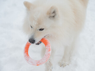 Fototapeta premium A Samoyed dog plays with a puller on a winter walk.