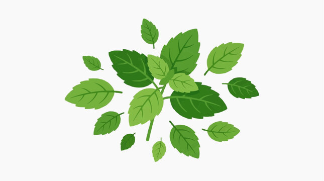 Fresh, vibrant basil leaves in a botanical arrangement, perfect for culinary and herbal uses. Depicting the essence of health and natural goodness.