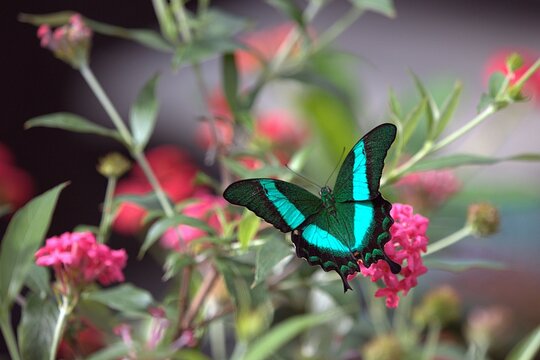 Emerald swallowtail butterfly feeding on vibrant pink flowers in natural garden.