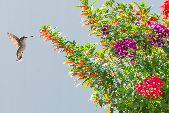 Ruby throated hummingbird hovering near orange vermillionaire flowers in garden