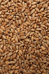 Fototapeta premium Heap of wheat grains as background, top view