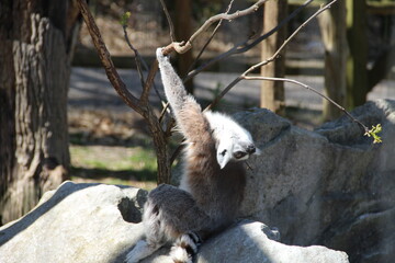 Fototapeta premium Not Another Monday Lemur