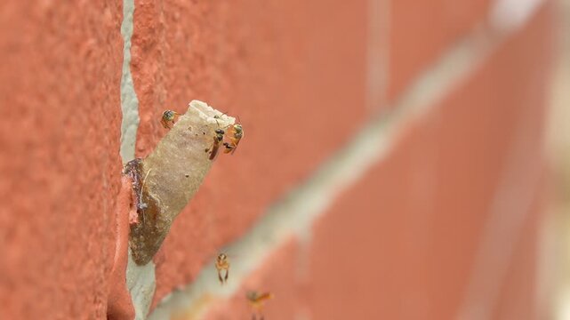 Side Profile Macro of Stingless Angelita Bees (Tetragonisca Angustula) on Wax Nest Entrance Pipe