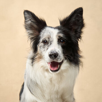 A black and white Border Collie sits calmly with a slight head tilt in studio light.