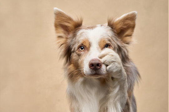 A cheerful Border Collie lifts a paw while smiling slightly in studio setting.