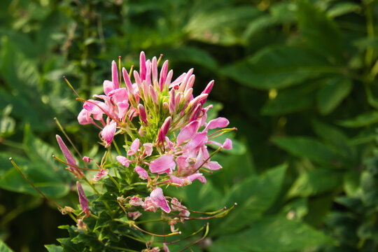 Close-up of a pink cleome flower blooming in lush green garden surroundings with soft natural light, highlighting delicate petals and fresh botanical beauty.