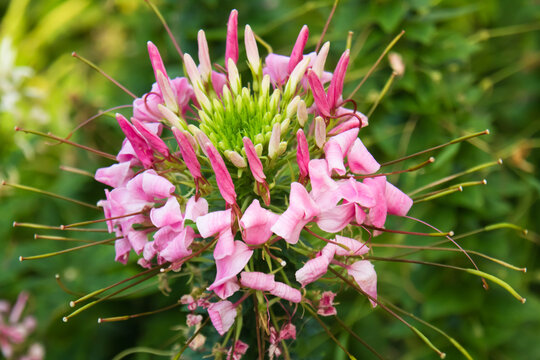 Macro view of a vibrant pink cleome flower with long elegant stamens and fresh green blurred background, highlighting delicate structure and colorful garden beauty.