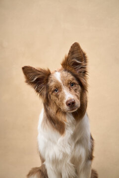 A brown and white Border Collie sits and tilts its head, creating a curious pose.