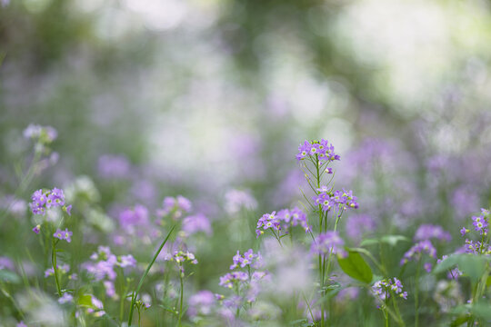 Purple meadow flowers, shallow depth of field with bokeh background. Nature Background