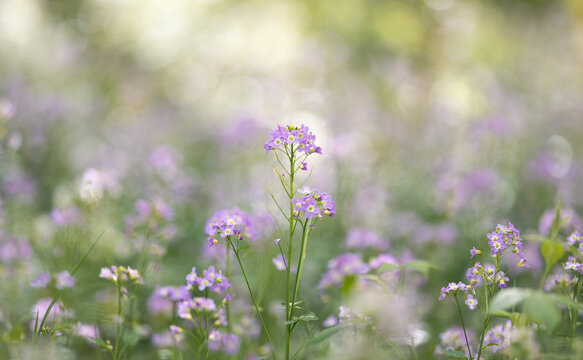 Purple wildflowers, shallow depth of field with bokeh background. Nature Background