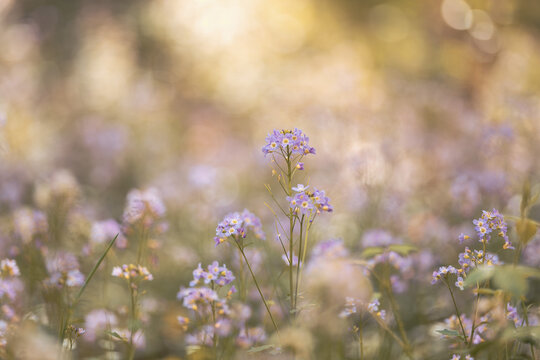 Purple meadow flowers, shallow depth of field with bokeh background. Nature Background