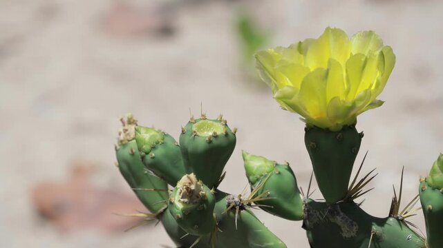yellow flower on cactus