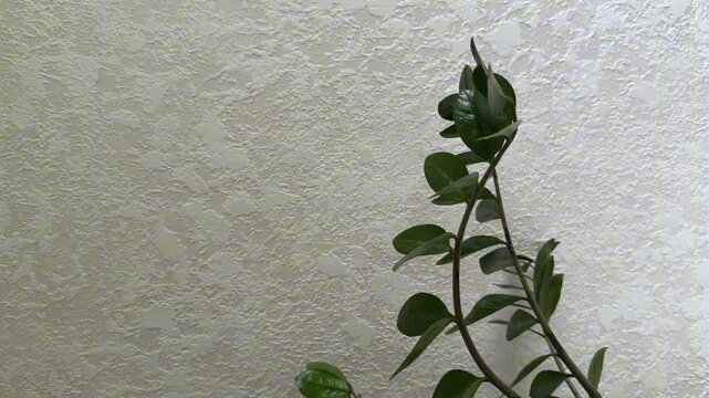 Horizontal video of white textured plaster wall with soft side light and gently moving green plant branches
