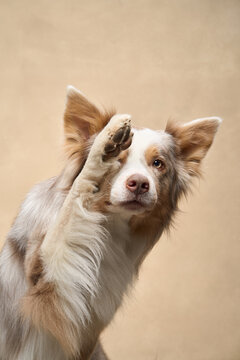 A happy Border Collie raises one paw mid-pose with light beige backdrop.