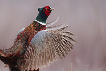 Bażant (Phasianus colchicus) pheasant © Bartosz Rakoczy