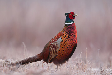 Bażant (Phasianus colchicus) pheasant © Bartosz Rakoczy
