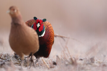 Bażant (Phasianus colchicus) pheasant © Bartosz Rakoczy