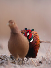 Bażant (Phasianus colchicus) pheasant © Bartosz Rakoczy