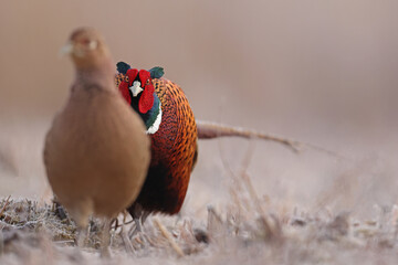 Bażant (Phasianus colchicus) pheasant © Bartosz Rakoczy
