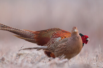Bażant (Phasianus colchicus) pheasant © Bartosz Rakoczy