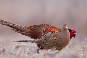 Bażant (Phasianus colchicus) pheasant © Bartosz Rakoczy