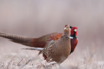Bażant (Phasianus colchicus) pheasant © Bartosz Rakoczy
