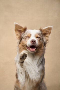 A relaxed Border Collie raises one paw with a joyful closed-eye expression.