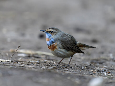 Bluethroat, Luscinia svecica