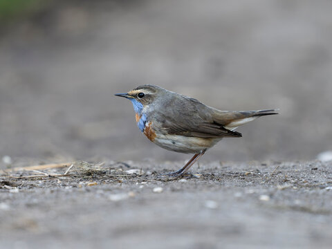 Bluethroat, Luscinia svecica