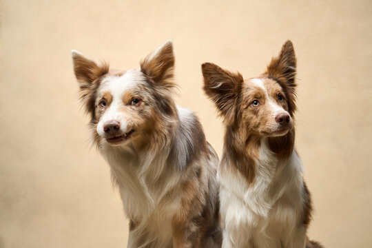 Border Collie trio sits upright, all facing camera with attentive expressions in soft light.