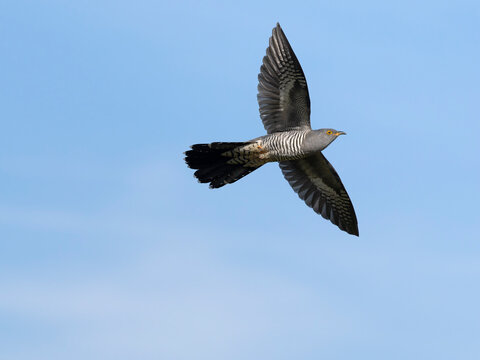 Cuckoo, Cuculus canorus