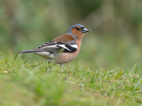 Chaffinch, Fringilla coelebs