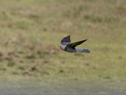 Cuckoo, Cuculus canorus
