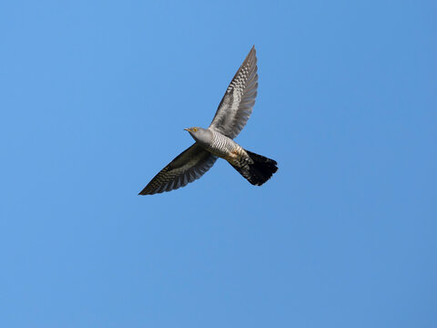 Cuckoo, Cuculus canorus