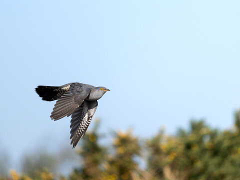 Cuckoo, Cuculus canorus
