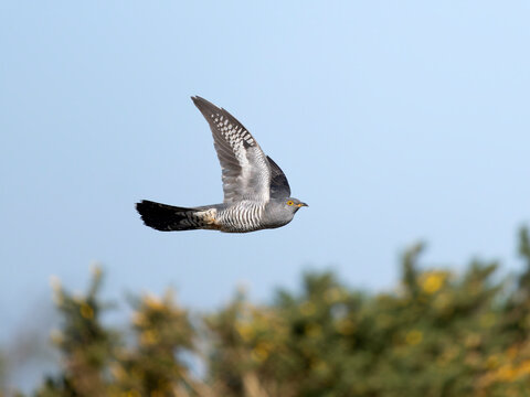 Cuckoo, Cuculus canorus