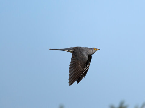 Cuckoo, Cuculus canorus