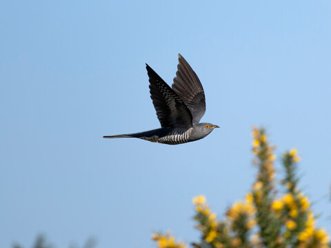 Cuckoo, Cuculus canorus