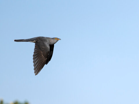 Cuckoo, Cuculus canorus