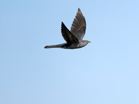 Cuckoo, Cuculus canorus