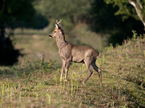 Roe deer, Capreolus capreolus