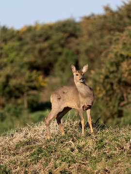 Roe deer, Capreolus capreolus